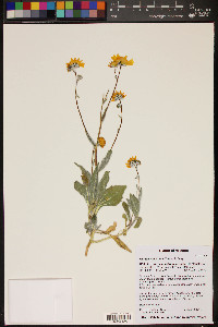 Geraea canescens image