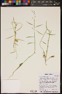 Brassica tournefortii image