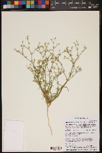 Chorizanthe brevicornu image