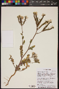 Phacelia crenulata var. ambigua image