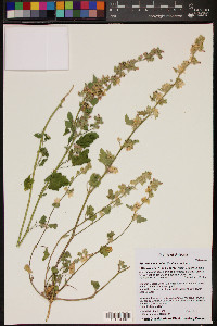 Sphaeralcea coulteri image