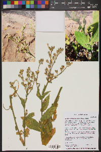 Nicotiana obtusifolia image