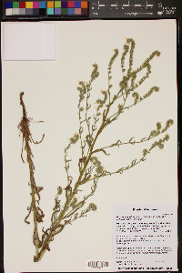 Amsinckia intermedia image