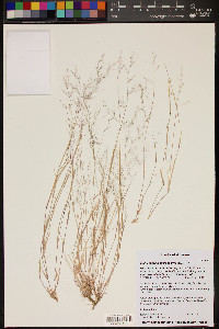 Muhlenbergia microsperma image