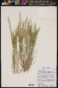 Aristida adscensionis image