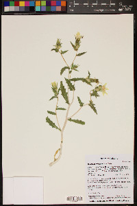 Mentzelia involucrata image