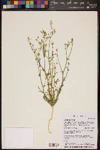 Gilia stellata image