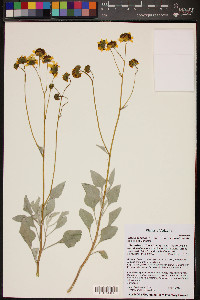 Encelia farinosa var. phenicodonta image