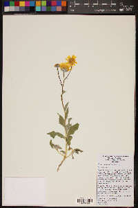 Geraea canescens image