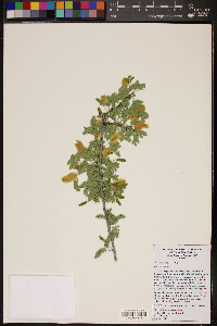 Acacia greggii image