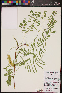 Prosopis glandulosa image