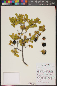 Diospyros texana image