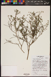 Dalea bicolor image