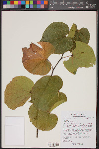 Cercis canadensis var. texensis image