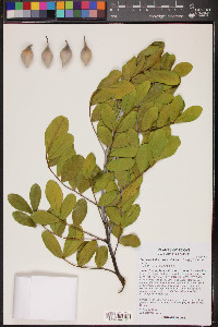 Dermatophyllum secundiflorum image