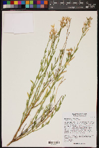 Menodora longiflora image