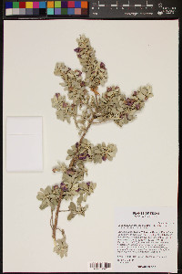 Leucophyllum frutescens image