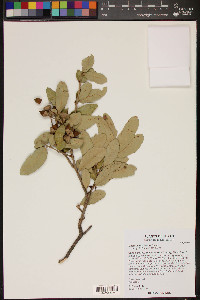 Quercus fusiformis image