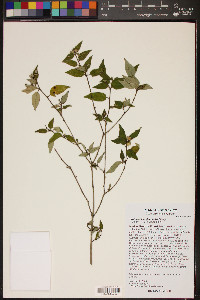 Croton ciliatoglandulifer image