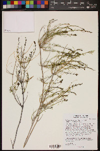 Carlowrightia linearifolia image