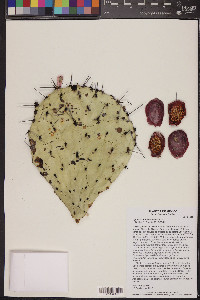 Opuntia stenopetala image