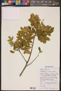 Rhus pachyrrhachis image