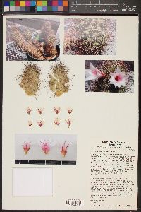 Mammillaria fraileana image