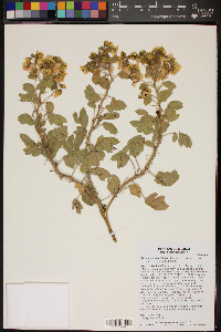 Senna crotalarioides image