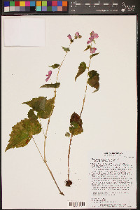 Begonia gracilis image