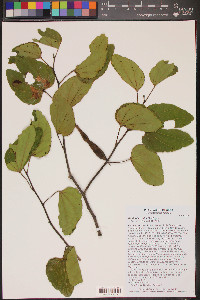 Bauhinia coulteri image