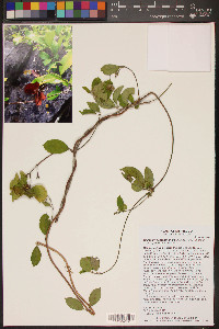 Callaeum septentrionale image
