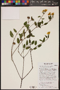 Sclerocarpus uniserialis image