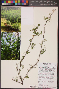 Vachellia farnesiana image