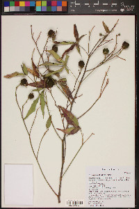 Gossypium thurberi image