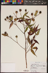 Gossypium thurberi image