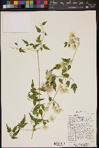 Clematis ligusticifolia image