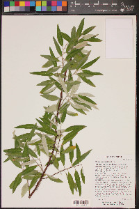 Elaeagnus angustifolia image