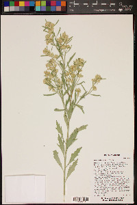 Baccharis salicina image