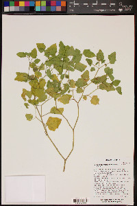 Physalis hederifolia image