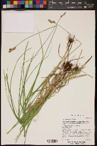 Carex wootonii image