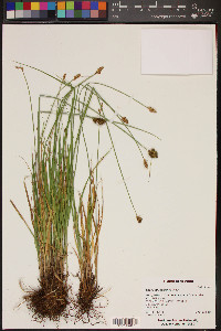 Carex athrostachya image