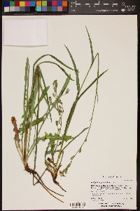 Lactuca graminifolia var. arizonica image