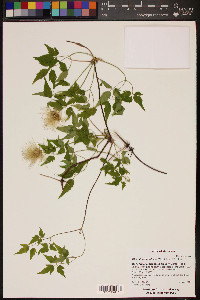 Clematis columbiana image