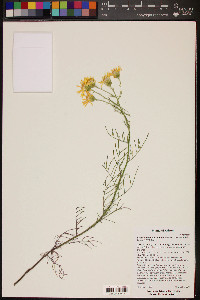 Senecio flaccidus var. monoensis image