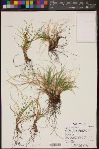 Carex geophila image