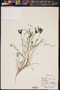 Astragalus zionis image