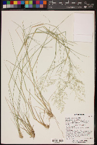 Eragrostis lehmanniana image