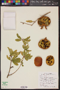 Punica granatum image