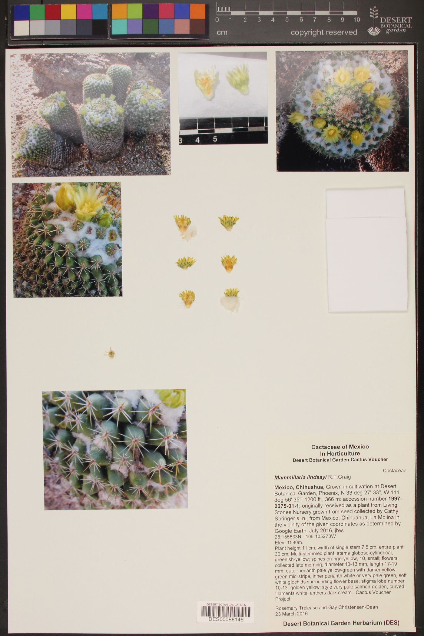 Mammillaria lindsayi image