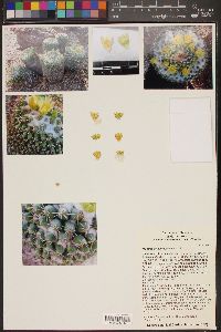Image of Mammillaria lindsayi